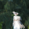 Oriental magpie-robin