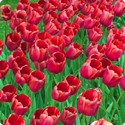 Red Tulips Live Wallpaper HD  Icon