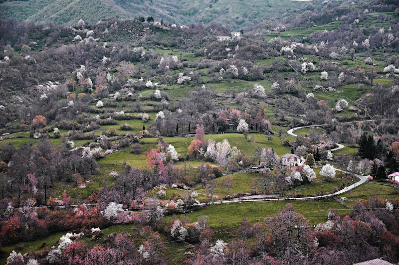 2015 colorato di ottantuno