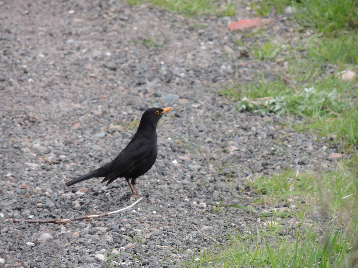 Eurasian blackbird