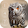 Owl Lock Screen Download on Windows