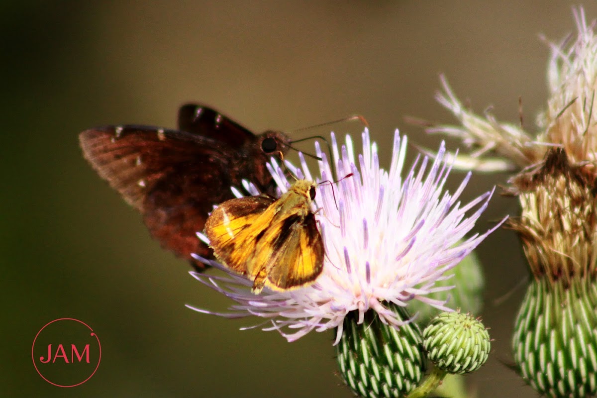 Whirlabout Skipper Butterfly