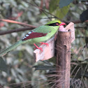 Common Green Magpie