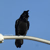 Common Raven