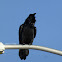 Common Raven