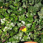 Peacock butterfly