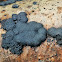 Coal fungus