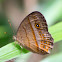 Malayan Bush Brown