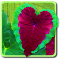 Heart Life LWP icon