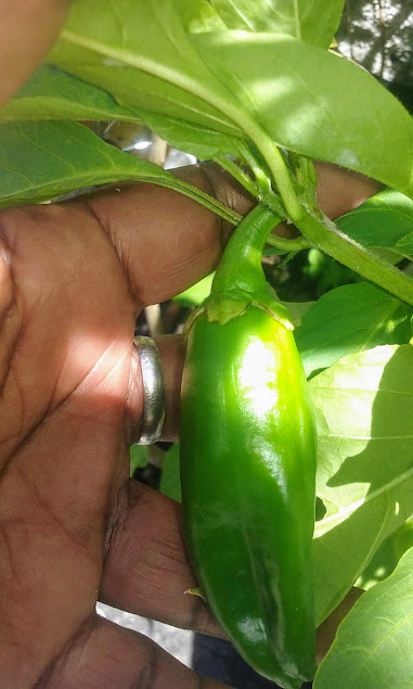 O cultivo comercial do pimentão é dos que mais consomem agrotóxicos.   A planta aprecia o sol pleno e terra rica em matéria orgânica.  Pimentões são plantas nativas do México, América Central e do norte da América do Sul.