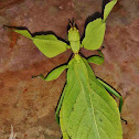 Gray's Leaf Insect