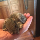 Baby Grey Squirrel