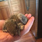 Baby Grey Squirrel