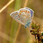 Mariposa (Common blue)