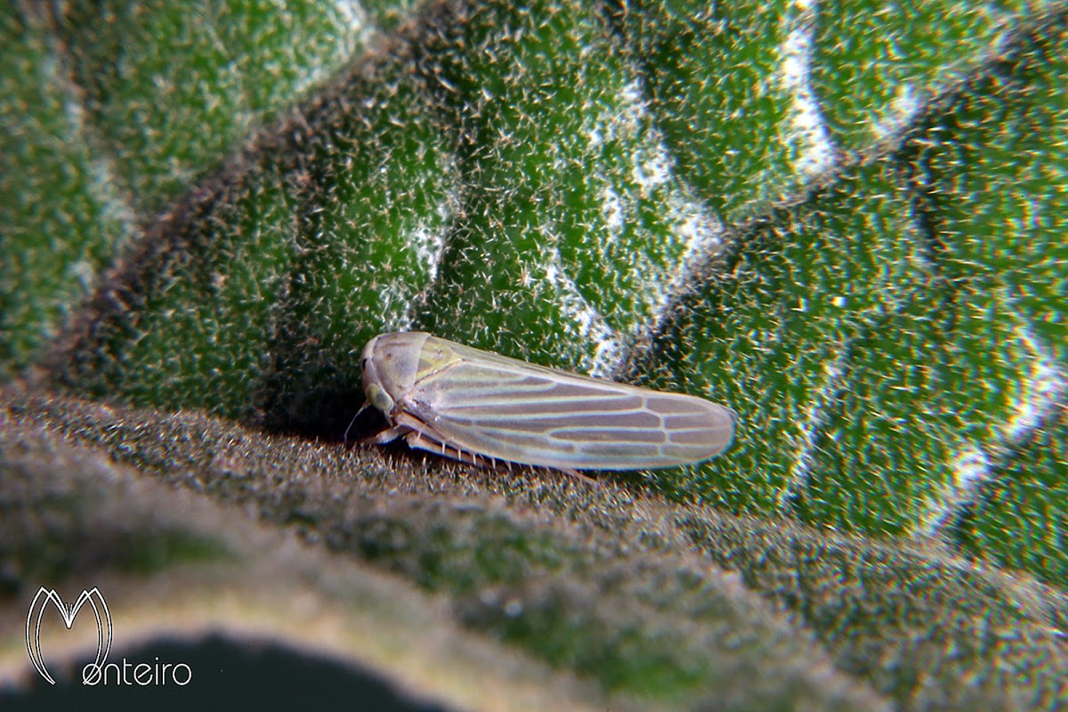 Leafhopper