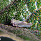 Leafhopper