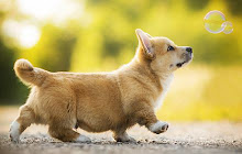 Corgi Dog Backgrounds & Themes small promo image