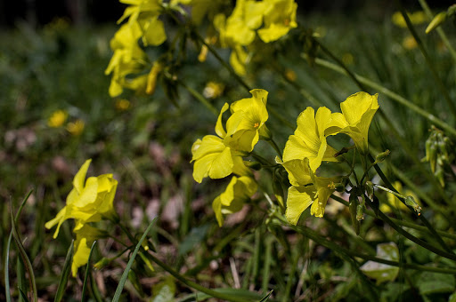 Oxalis pes-caprae