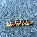 Millipede