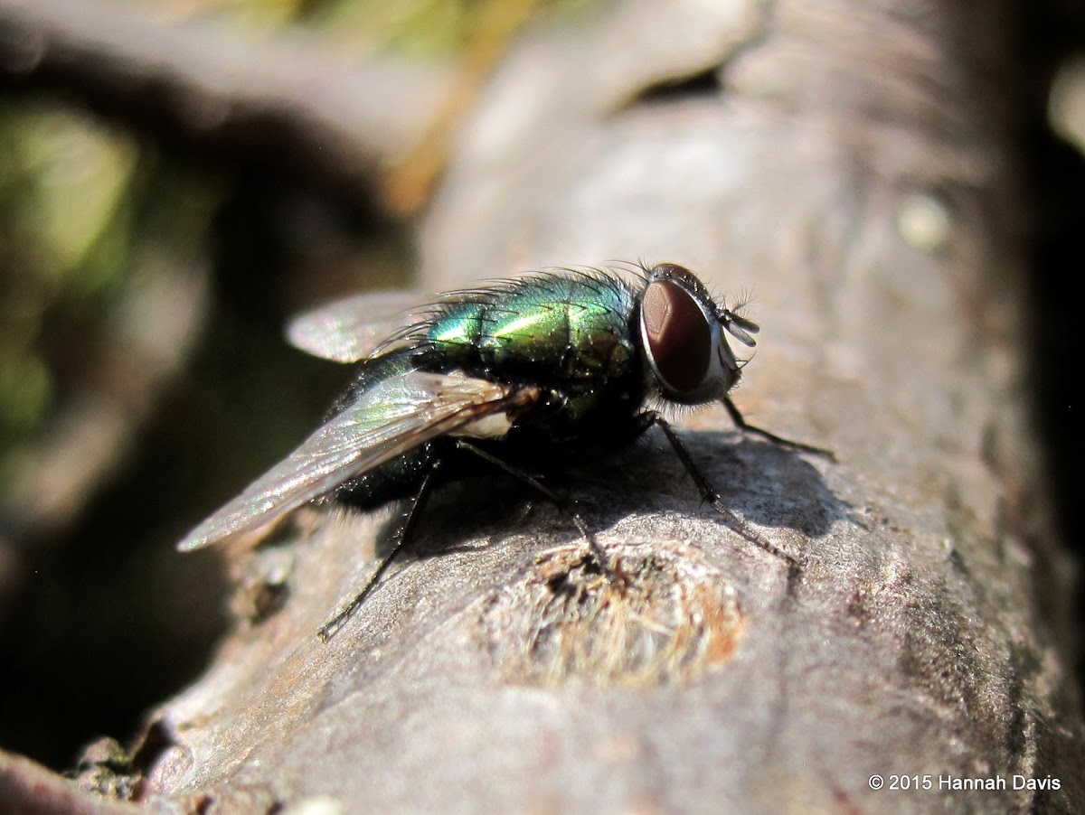 Green bottle fly