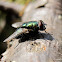 Green bottle fly