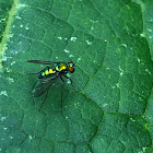 Long-legged Fly