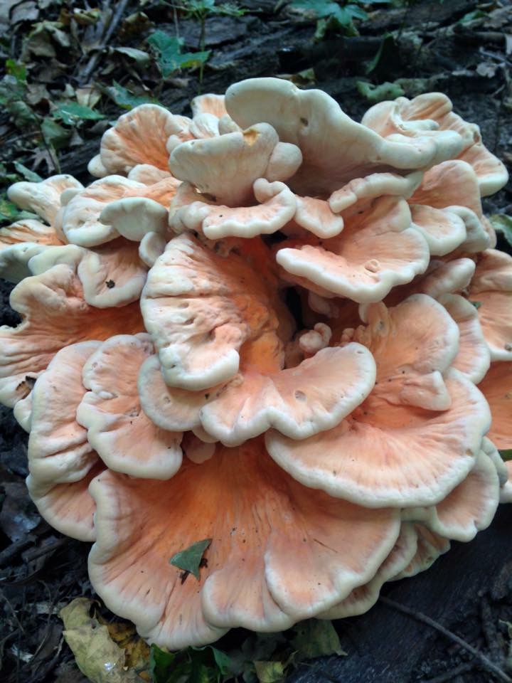 Sulfer Shelf Fungus