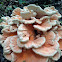 Sulfer Shelf Fungus