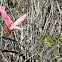 Roseate Spoonbill