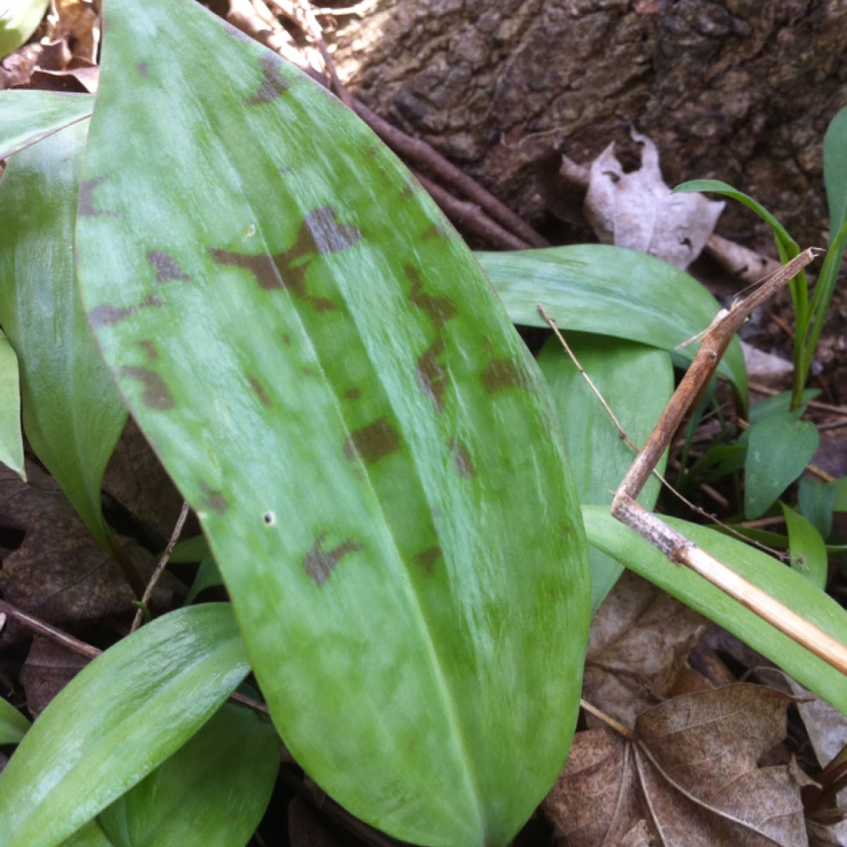 Trout Lily