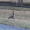 Canada goose