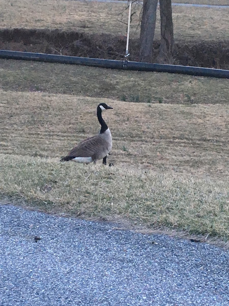 Canada goose