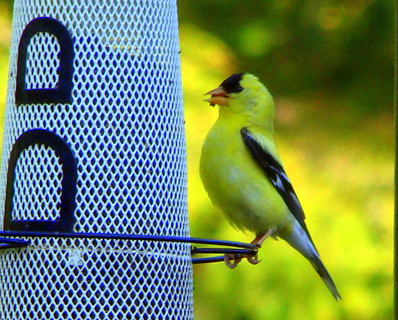 American goldfinch