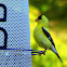 American goldfinch