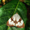 White Tiger Moth