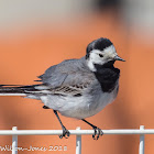 White Wagtail; Lavandera Blanca