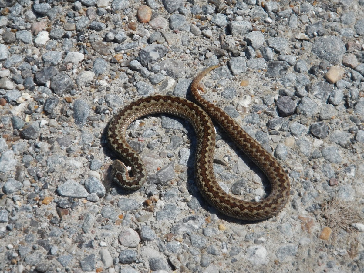 common  Europen adder