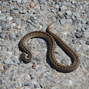 common  Europen adder