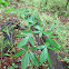 Red Buckeye