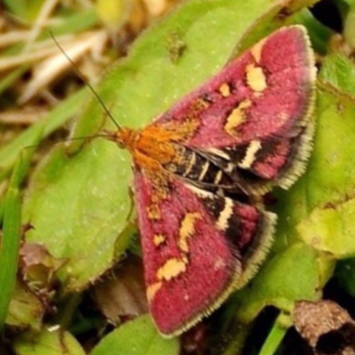 Mint Moth