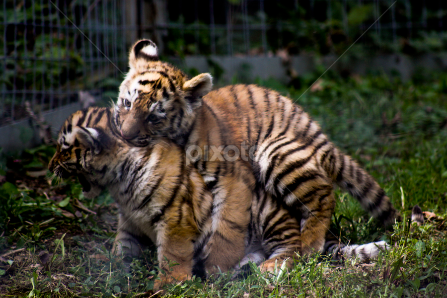 Tiger Cubs Fighting, Lions, Tigers & Big Cats, Animals