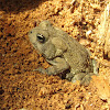 Eastern American Toad