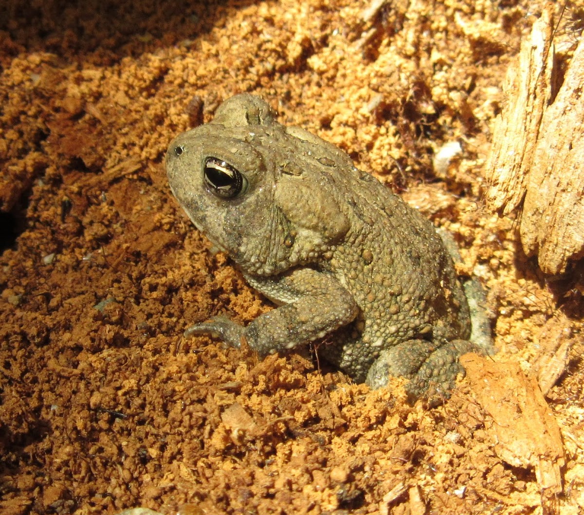 Eastern American Toad