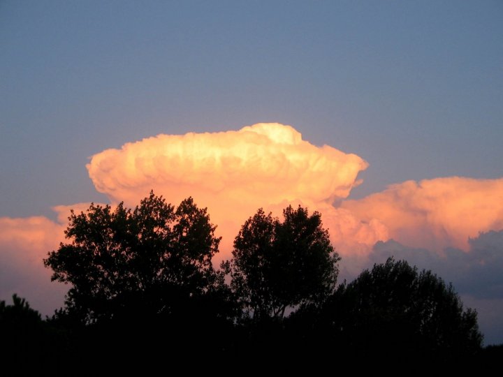 Fungo rosa nel cielo di enrylind