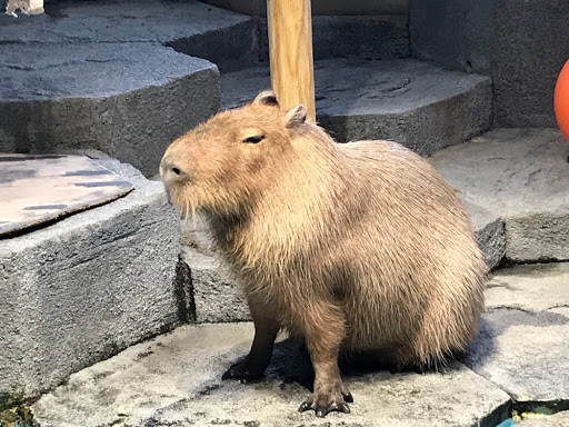 通りすがりの作者