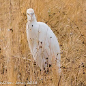 Cattle Egret