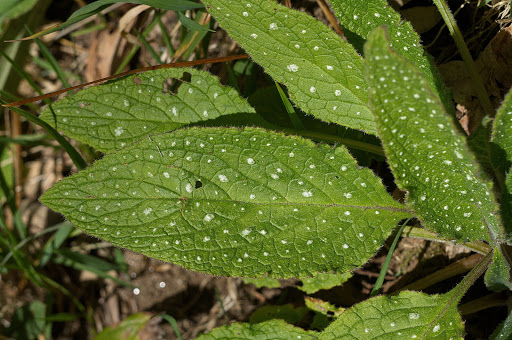 Anchusa Pentaglottis sempervirens