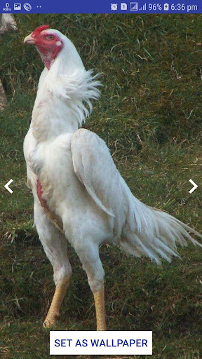 Aseel wallpaper Shamo GameFowl Wallpapers