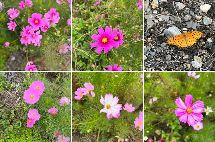 ムーヴキャンバスのコスモス🌸の後はコーヒーブレイク☕️・おしゃれな古民家カフェ☕️・窓越しの光とおしゃれな空間・ウラちゃんのタグで検索🔍してね。・秋をenjoyに関するカスタム事例の投稿画像10枚目