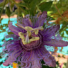 purple passionflower, maypop